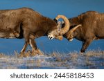 Rocky mountain bighorn rams headbutting (ovis canadensis) during the rut (mating) season, Jasper National Park, UNESCO World Heritage Site, Alberta, Canadian Rockies, Canada, North America