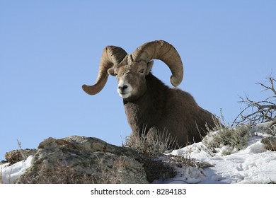 Rocky Mountain Bighorn Sheep