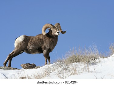 Rocky Mountain Bighorn Sheep