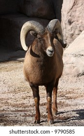 Rocky Mountain Bighorn Sheep