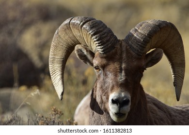 Rocky Mountain Bighorn Sheep Colorado 