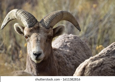 Rocky Mountain Bighorn Sheep Colorado 