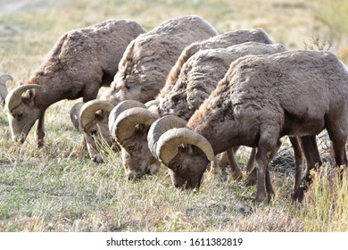 Rocky Mountain Bighorn Sheep Colorado 