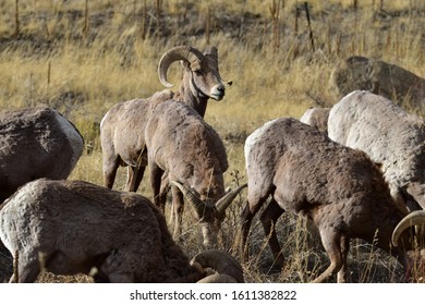 Rocky Mountain Bighorn Sheep Colorado 