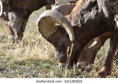 Rocky Mountain Bighorn Sheep Colorado 