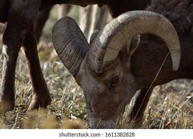 Rocky Mountain Bighorn Sheep Colorado 