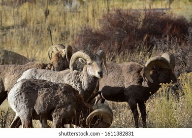 Rocky Mountain Bighorn Sheep Colorado 