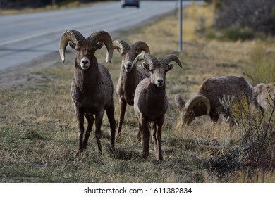 Rocky Mountain Bighorn Sheep Colorado 