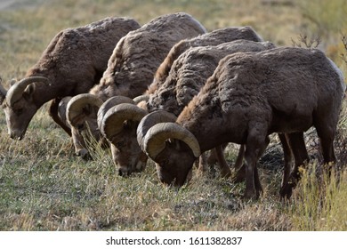 Rocky Mountain Bighorn Sheep Colorado 