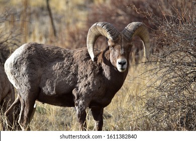 Rocky Mountain Bighorn Sheep Colorado 