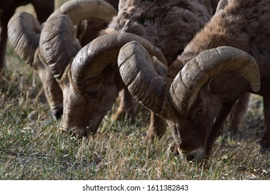 Rocky Mountain Bighorn Sheep Colorado 