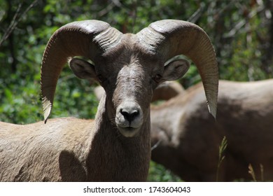 Rocky Mountain Bighorn Sheep Colorado