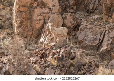 Rocky Mountain Bighorn Sheep Ewe In Idaho