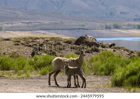 Rocky Mountain bighorn sheep ewe and lamb pose in a parking area above Blue Mesa Reservoir near Gunnison, Colorado, USA.