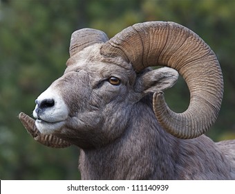 Rocky Mountain Bighorn Sheep, full curl trophy ram, close-up portrait with a green background, along state route 200 in Thompson Falls, Montana