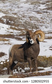 Rocky Mountain Bighorn Sheep Ram