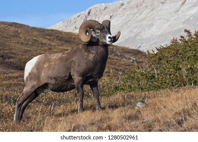 Rocky Mountain Bighorn Sheep Ram