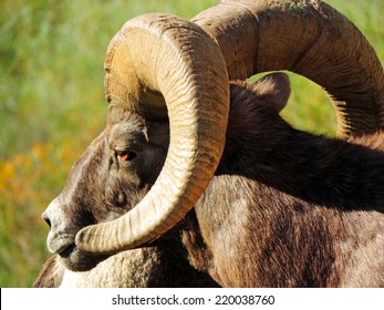 Altai Argali Closeup Portrait Ovis Ammon Stock Photo (Edit Now) 1342102016