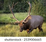 Rocky Mountain bull elk (cervus canadensis) walking in morning sunlight Colorado Rocky Mountains, USA