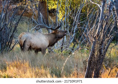 Rocky Mountain bull elk with cows