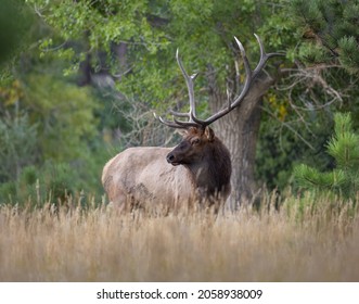 Rocky mountain bull elk stands observing his herd from a distance