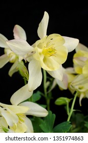 Rocky Mountain Columbine