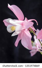 Rocky Mountain Columbine