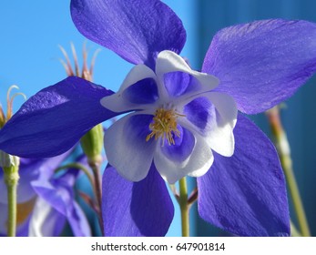 Rocky Mountain Columbine
Aquilegia Caerulea