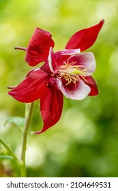 Rocky Mountain Columbine In Bloom.