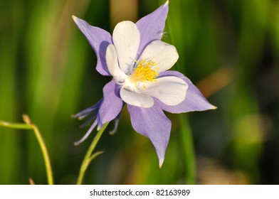 Rocky Mountain Columbine Flower, (Aguilegia)