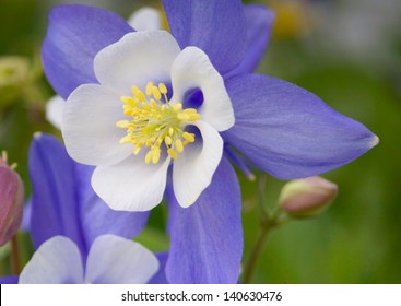 Columbine の画像 写真素材 ベクター画像 Shutterstock