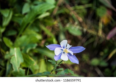 Rocky Mountain Columbine State Flower