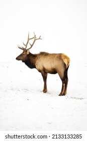 Rocky Mountain Elk Against Snowy Background Stock Photo 2133133285 ...