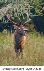 A Rocky Mountain Elk Bull