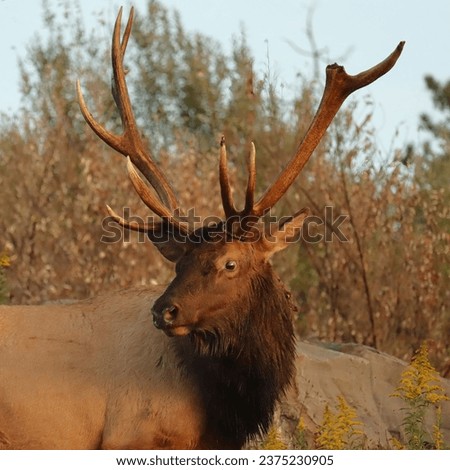 Rocky Mountain Elk Bull Battle Scar Broken Antler Tine