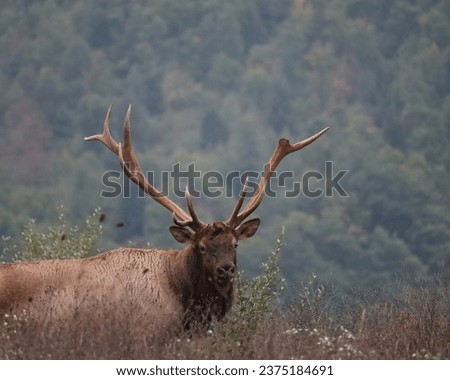 Rocky Mountain Elk Bull Broken Antler Autumn Fall Breeding Season Rut Rutting Fight Tine