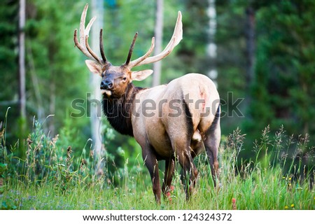 Similar – Rocky Mountain Elk (lat. Cervus canadensis), Canada