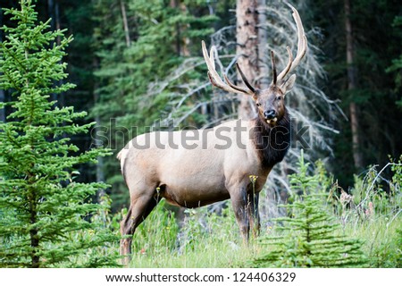 Rocky Mountain Elk, Banff National Park, Canada