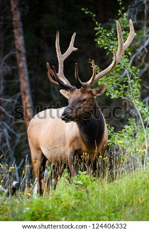 Rocky Mountain Elk (lat. Cervus canadensis), Canada