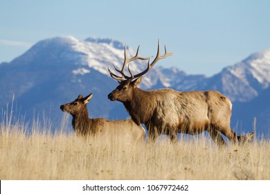 Rocky Mountain Elk In The Rocky Mountains Of Montana  