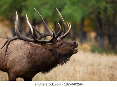 Rocky Mountain Elk In Rut