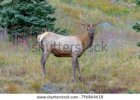 Similar – Rocky Mountain Elk, Banff National Park, Canada