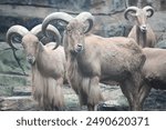 rocky mountain goat (Oreamnos americanus) group from North America