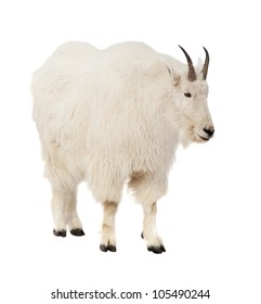 Rocky Mountain Goat (Oreamnos Americanus). Isolated Over White Background