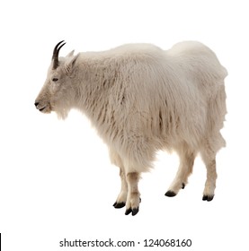 Rocky Mountain Goat (Oreamnos Americanus). Isolated Over White Background