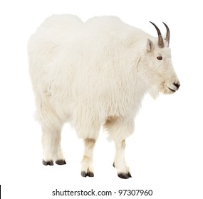 Rocky Mountain Goat (Oreamnos Americanus). Isolated Over White Background