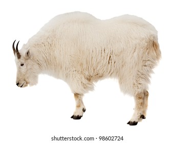 Rocky Mountain Goat (Oreamnos Americanus). Isolated Over White Background