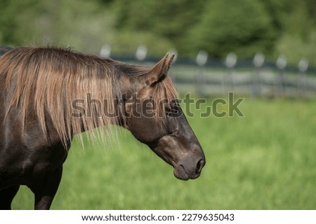 rocky mountain horse portrait chocolate colored rocky mountain horse with flax colored mane in green pasture with board fence in background horizontal headshot long mane green background room for type