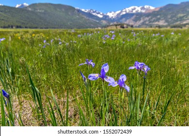 Rocky Mountain Iris - A bunch of fresh blue Rocky Mountain Iris blooming under the bright Spring sunlight at Moraine Park in Rocky Mountain National Park, Colorado, USA. - Powered by Shutterstock