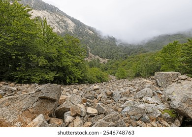 Rocky mountain landscape with dense green forest and misty clouds covering the peaks on a calm day in summer - Powered by Shutterstock